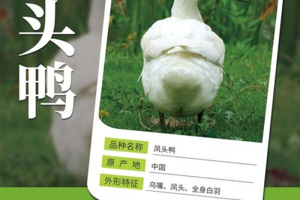 创意十足的鸡宝宝起名指南，让你的萌宠与众不同