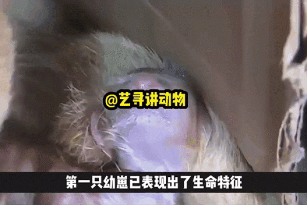耗子和猫的奇妙搭配：自然界中的天敌与共生关系