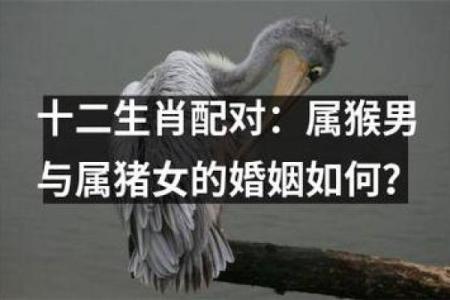 猴与其他属相的最佳配对组合