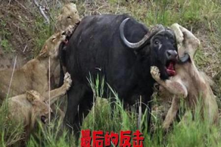 水牛与蛇的关系解读：自然界的平衡与奇迹