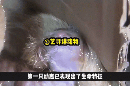 耗子和猫的奇妙搭配：自然界中的天敌与共生关系