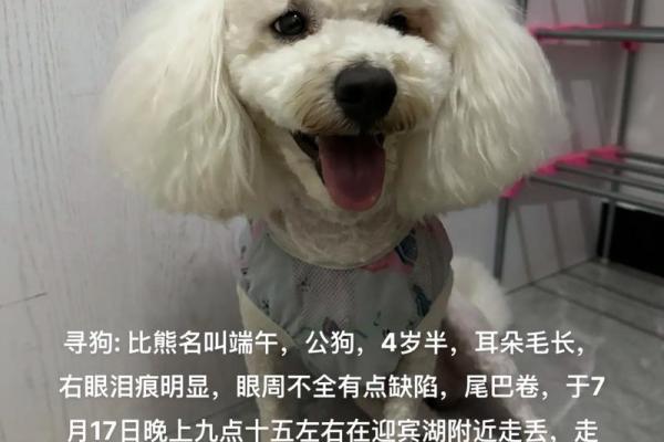公比熊名字的流行趋势与选名指南 公比熊名字的流行趋势与选名指南