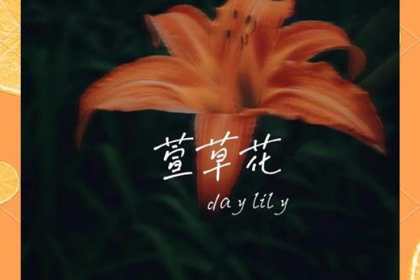 萱字寓意与名字选择的深刻象征