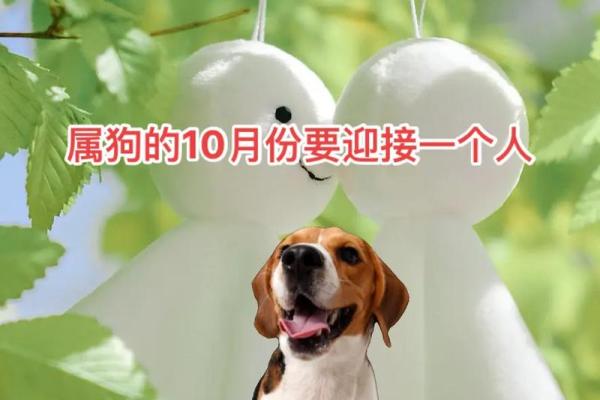属狗年运势全景解析:稳步前行的年度指南 属狗年运势全景解析:稳步前行的年度指南
