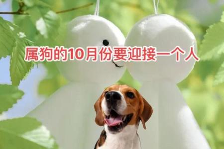 属狗年运势全景解析：稳步前行的年度指南