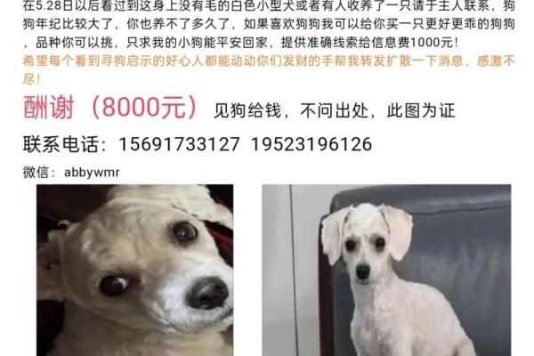 公比熊名字推荐：个性与可爱兼具