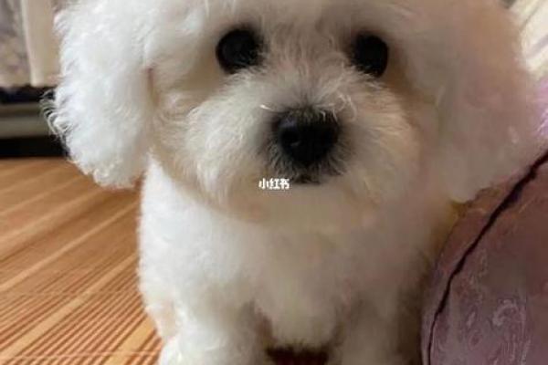 公比熊名字推荐：个性与可爱兼具