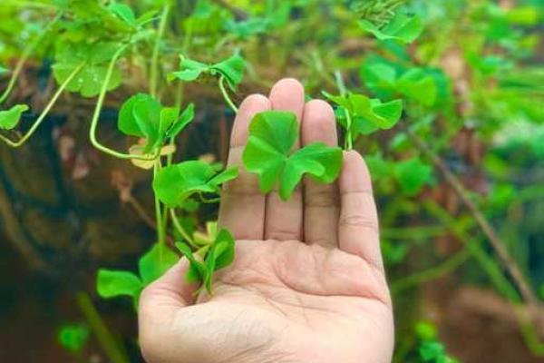 命犯桃花:命理学中的桃花运与爱情运 命犯桃花:命理学中的桃花运与爱情运