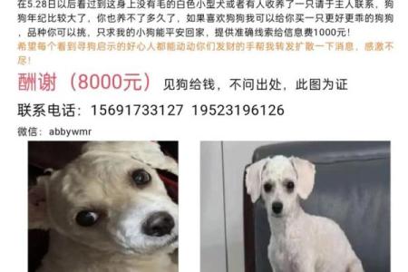 公比熊名字推荐：个性与可爱兼具