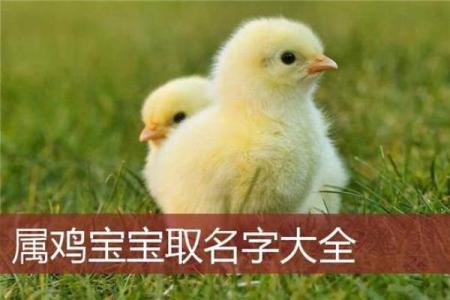 鸡年出生男宝宝命名技巧与推荐