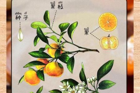 橙的名字如何诠释自然与活力