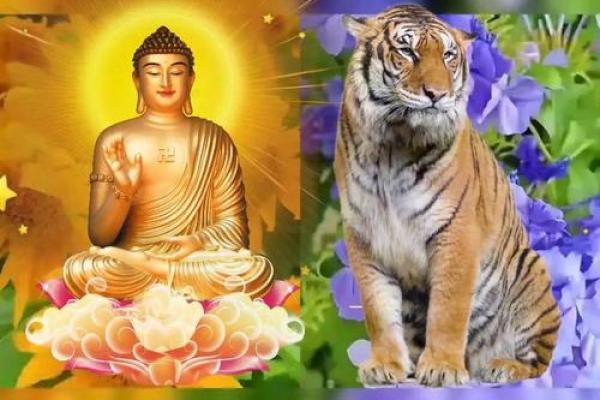 属虎人的本命年运势解析 属虎人的本命年运势解析