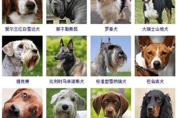 如何为狗宝宝起个既有趣又独特的名字