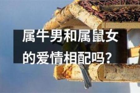 女鼠男牛婚姻匹配度分析及生活建议