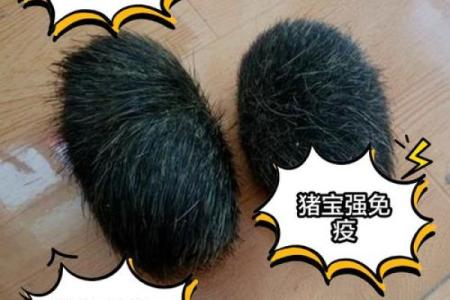 如何为猪宝宝取个吉利又独特的名字