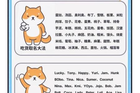 如何为狗宝宝起个既有趣又独特的名字