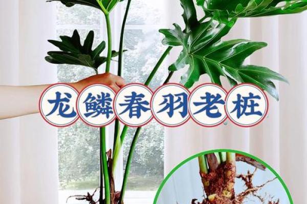 创意盆栽名字大全，让你的植物更有个性