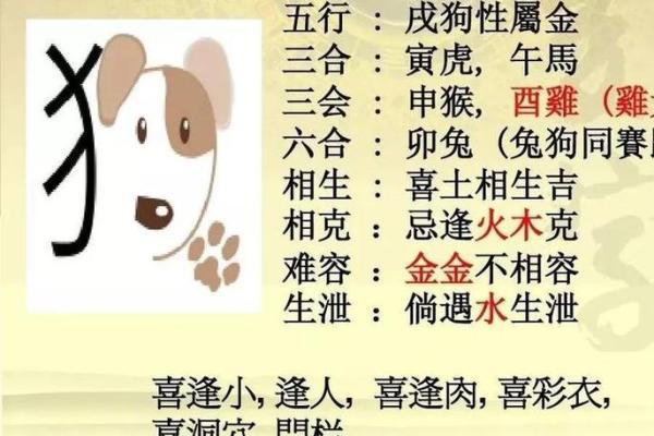 属狗与属龙的最佳搭配组合及建议