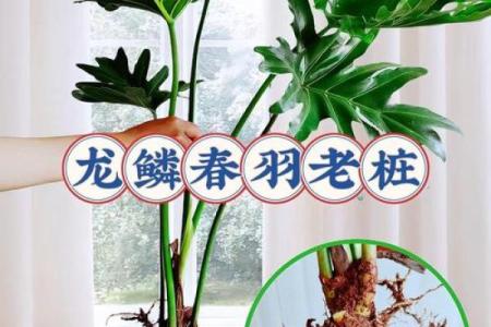 创意盆栽名字大全，让你的植物更有个性