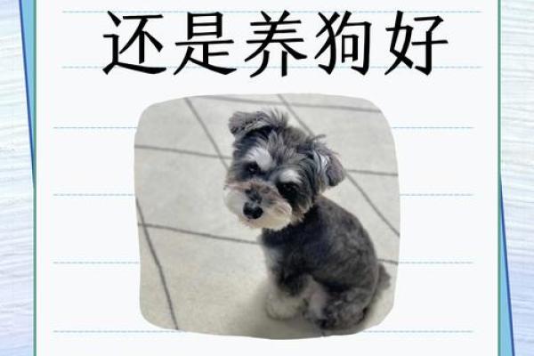 创意猫狗名字推荐，打造与众不同的宠物身份