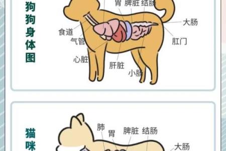 创意猫狗名字推荐，打造与众不同的宠物身份