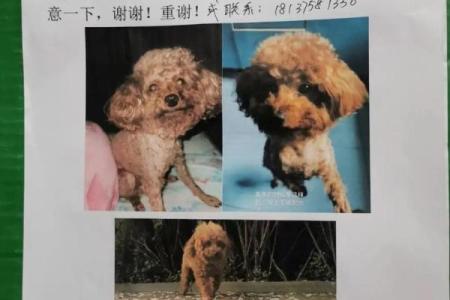 霸气十足的狗狗名字推荐，助你为爱犬取个霸气称号
