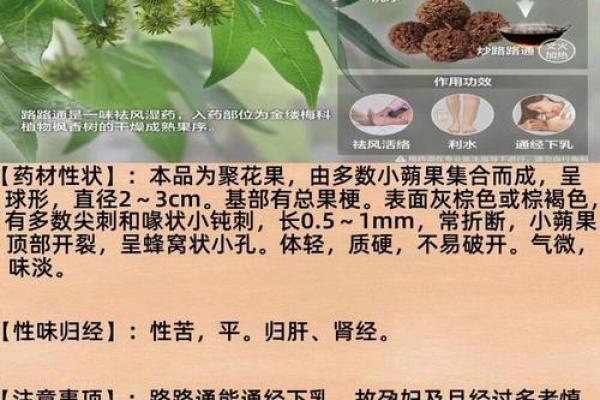 不同地区草的名字及其象征意义 不同地区草的名字及其象征意义