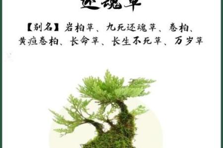 铁树开花之命的深层含义与命理解析