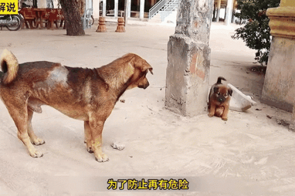 猴与狗的相处之道：是否能共创美好生活