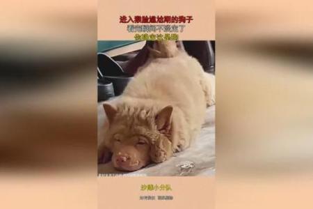 猴与狗的相处之道：是否能共创美好生活