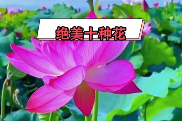 不容错过的全球花卉名字与视觉盛宴