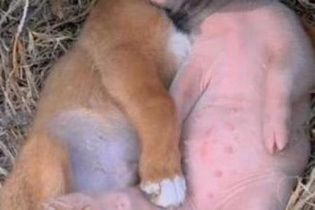 狗与猪之间的相处模式分析