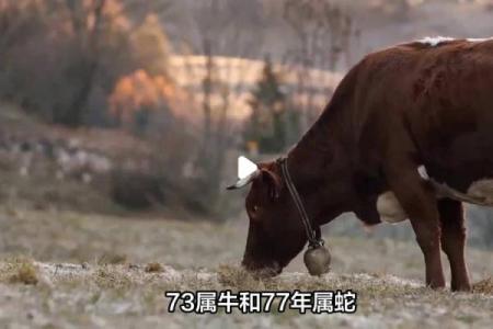 属蛇与属牛：相辅相成还是彼此冲突？