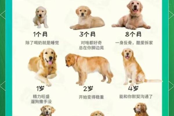 狗年每月运程,事业爱情双丰收的秘诀 狗年每月运程,事业爱情双丰收的秘诀