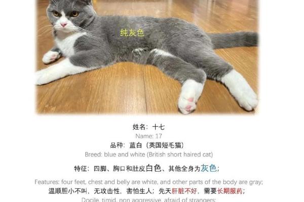 创意猫咪英文名字推荐 让你的宠物与众不同