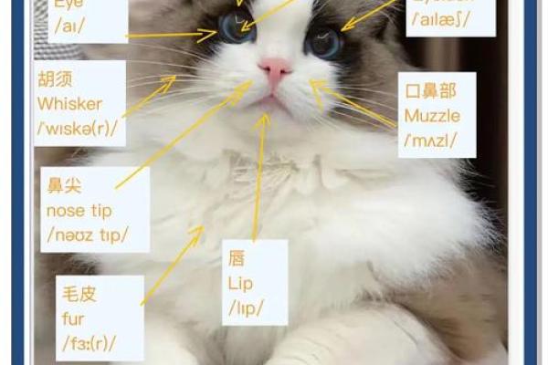 创意猫咪英文名字推荐 让你的宠物与众不同