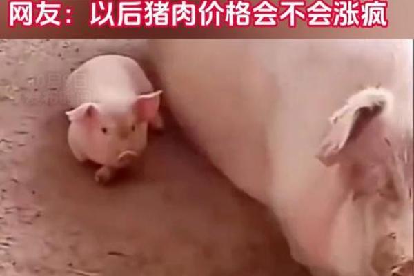宝宝名字大全：让“免费猪”成为家族新宠