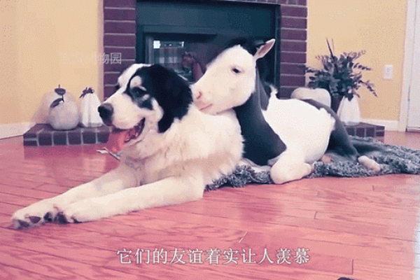狗和马在婚姻中的相互影响与成长 狗和马在婚姻中的相互影响与成长
