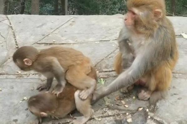 猴与猴的配对：相辅相成还是相互冲突？