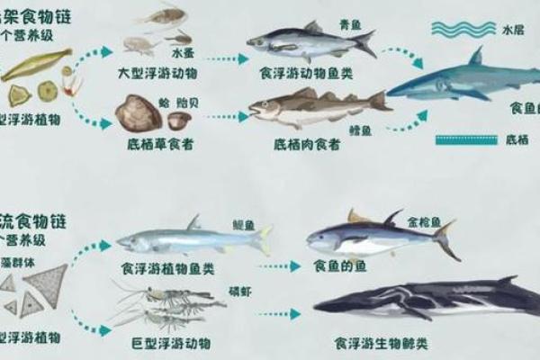 不同文化中的鲸鱼名字及其象征意义