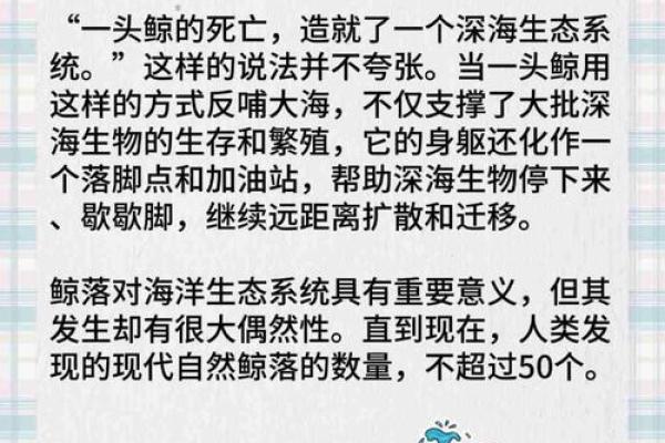 不同文化中的鲸鱼名字及其象征意义