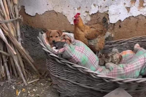 猪与鸡的相处模式 是否能实现和谐共生 猪与鸡的相处模式 是否能实现和谐共生