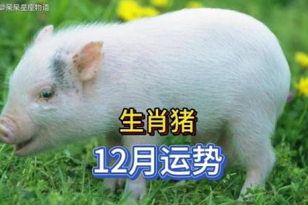 属猪每月运势如何？看看每月的好运与警示