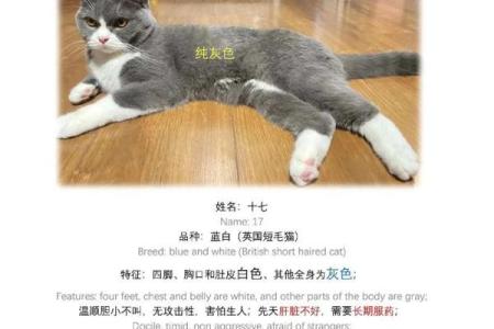 创意猫咪英文名字推荐 让你的宠物与众不同