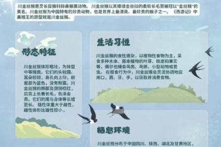 猴跟猴的配对原理与奇妙关系解析