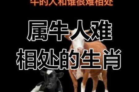 属牛的人与属牛的人合适吗？揭秘相配的秘诀和挑战
