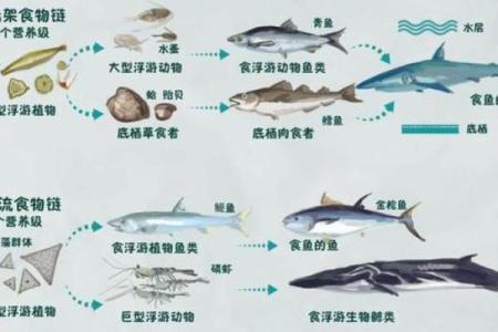 不同文化中的鲸鱼名字及其象征意义
