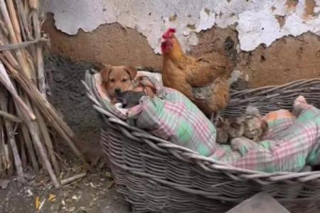 猪与鸡的相处模式 是否能实现和谐共生