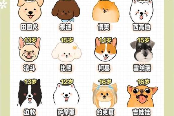 出生属狗的人命运解析及性格特点 出生属狗的人命运解析及性格特点