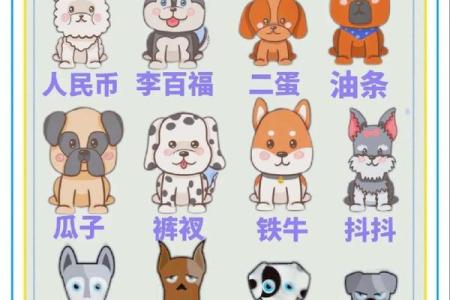 从逗比名字看生活中的幽默与乐趣